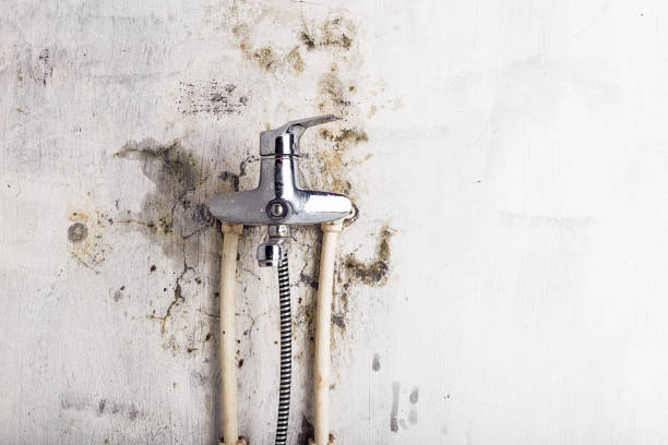 Best Health and Safety Mold Remediation in La Puente, CA