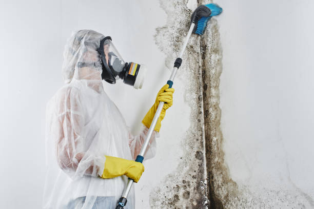 Best Industrial Mold Remediation in La Puente, CA