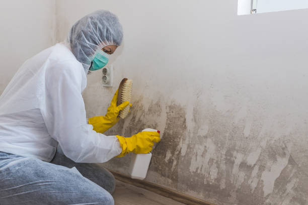 Trusted La Puente, CA Mold Remediation Experts