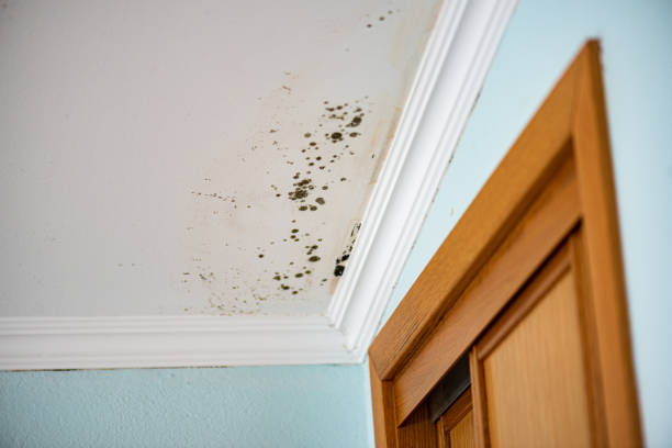 Best Emergency Mold Remediation in La Puente, CA