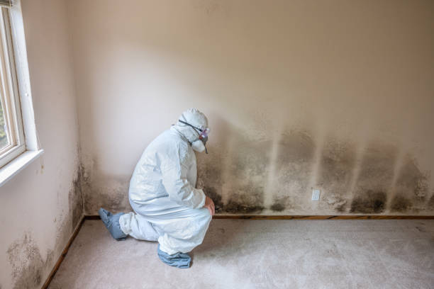 Best Bathroom Mold Remediation in La Puente, CA
