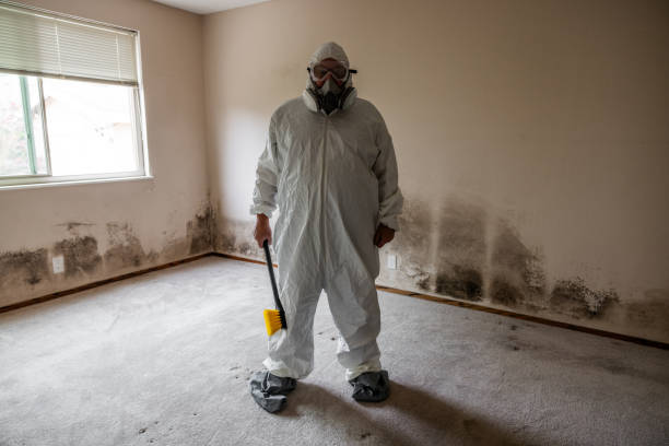 Best Residential Mold Remediation in La Puente, CA