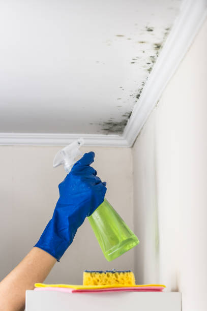 Best Kitchen Mold Remediation in La Puente, CA